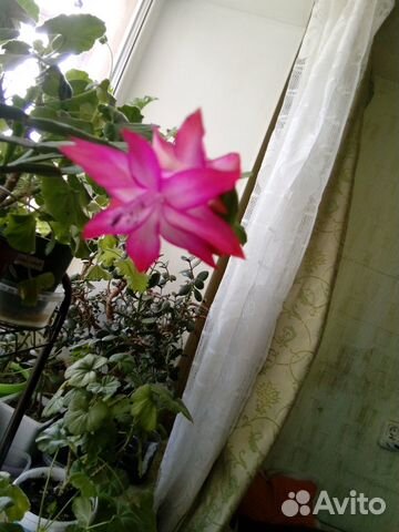 Декабрист шлюмбергера