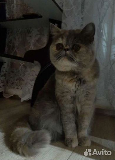 Экзотические котята