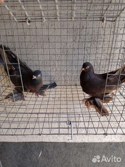 Узбекские голуби