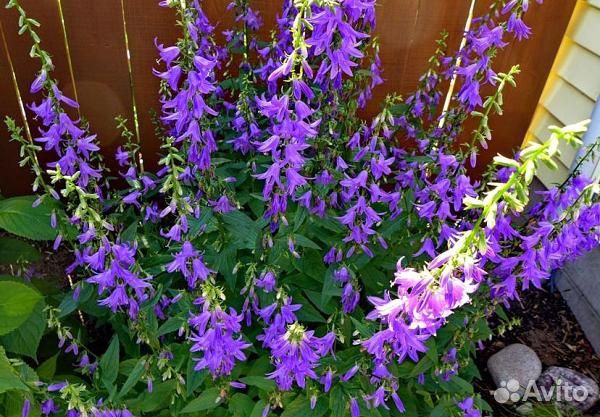 Высокие неприхотливые многолетники