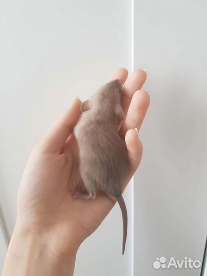 Крысята дамбо шоколадный сиам