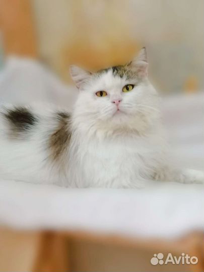 Котик Филимон