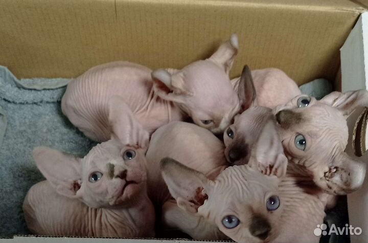 Канадский сфинкс