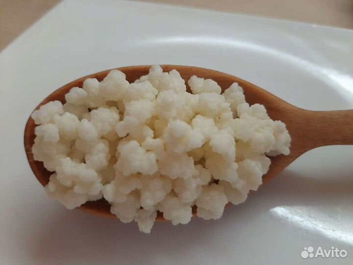 Чайный гриб