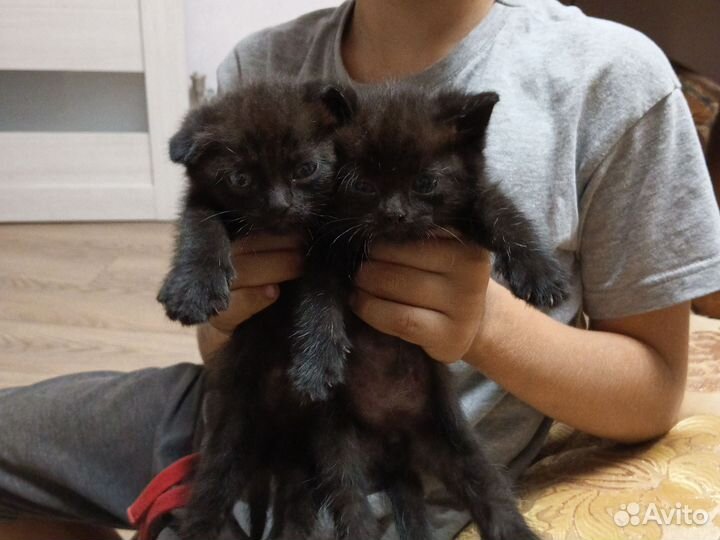 Британские вислоухие котята