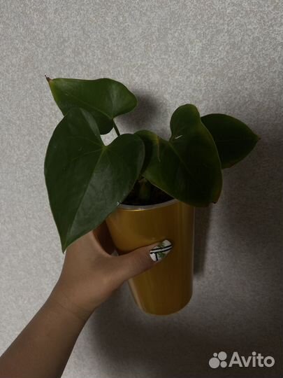 Антуриум Sumi