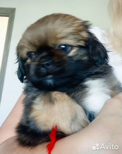 Щенки пекинеса