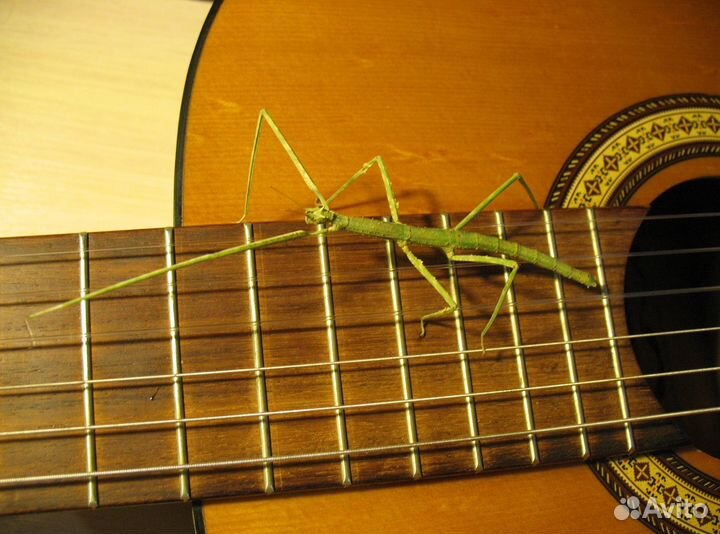 Аннамский палочник - совсем как огуречик. добрые