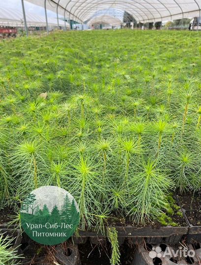 Зкс Сосна сеянцы Ели Лиственницы окс Голуб Горная