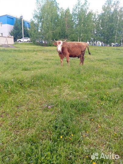 Корова дойная