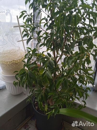 Фикус бенджамина