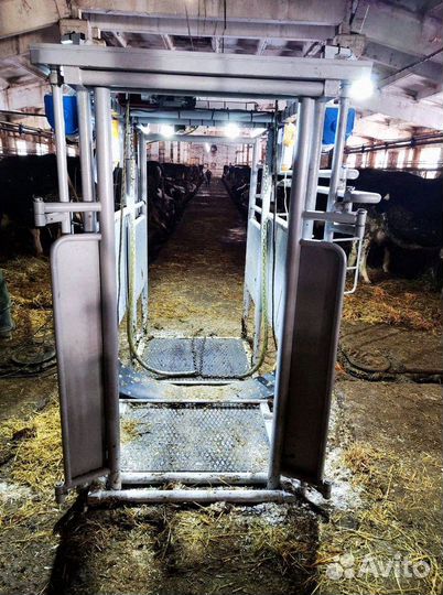 Станок для обработки копыт и фиксации коров и быко