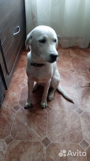 Собака Лабрадор