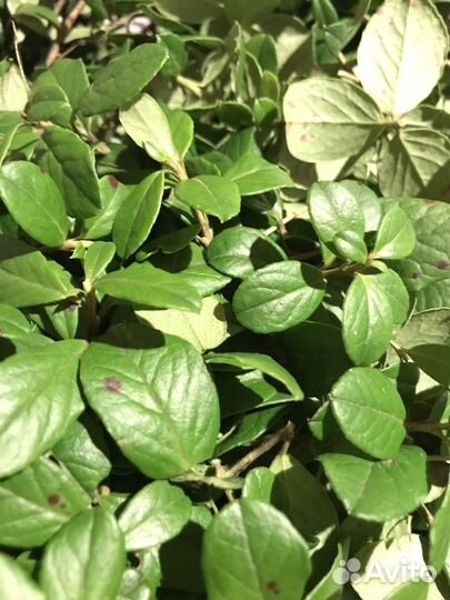 Лист брусники 50 гр