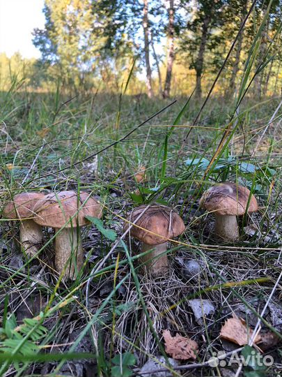 Сушеные грибы 2023 г