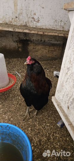 Молодые петухи