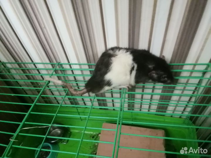 Отдам в хорошие руки бесплатно