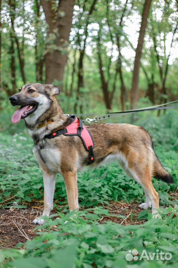 Замечательная Умка из приюта ищет дом