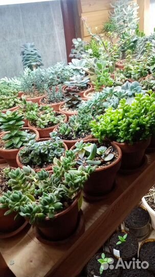 Суккуленты