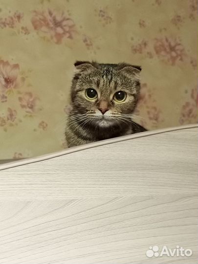 Вислоухая кошечка