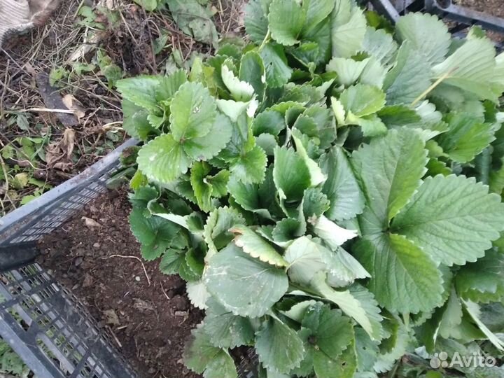 Рассада клубники