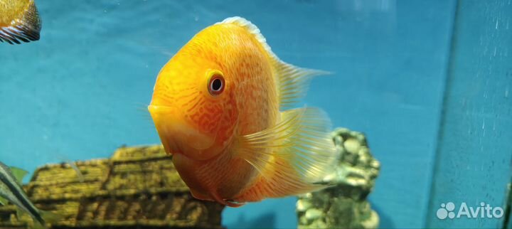 Цихлазома северум красный