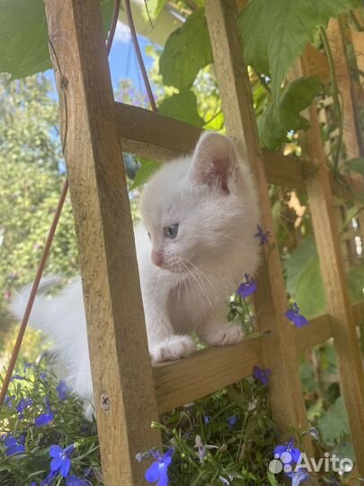 Котята в добрые руки даром