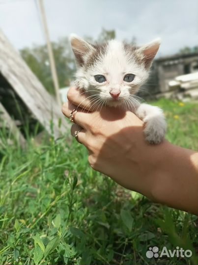 Котенок мальчик в добрые руки