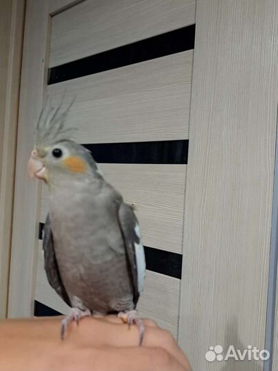 Птенец Кореллы