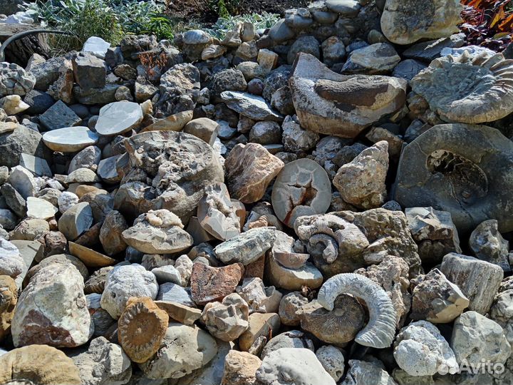 Минералы. Окаменелости. Септарии. Жеоды. Пирит