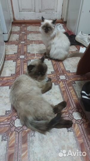 Невская маскарадная