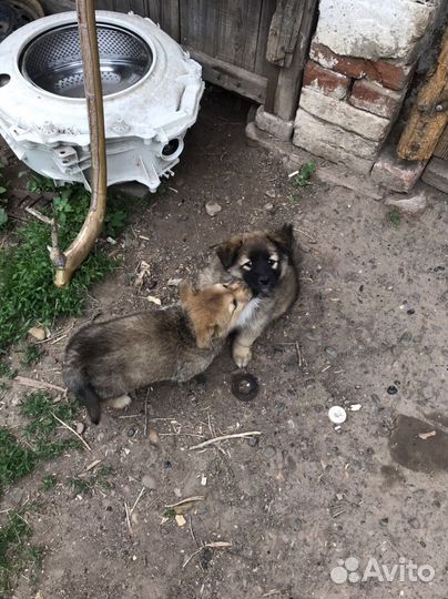 Домашние животные