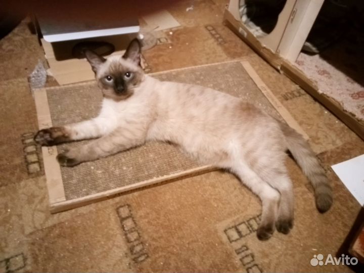 Тайская кошечка