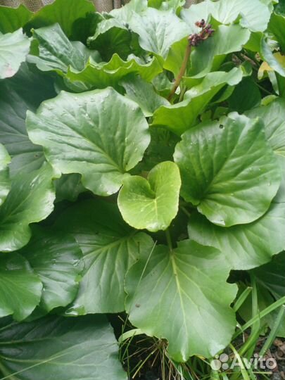 Цветы бадан