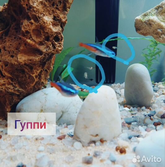 Молодь гуппи