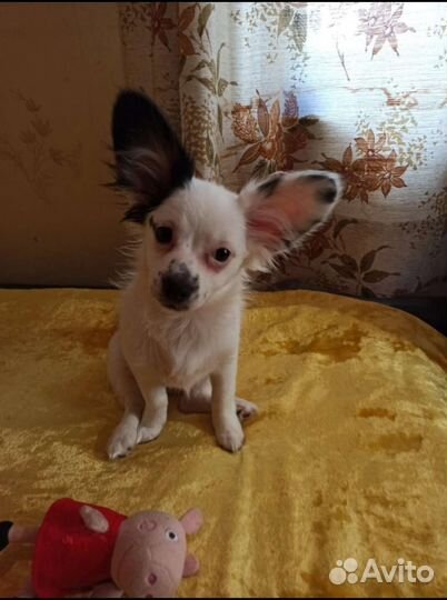 Щенки папийона