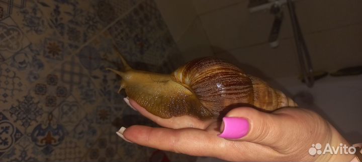 Улитки ахатины бесплатно