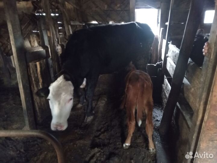 Корова дойная с теленком