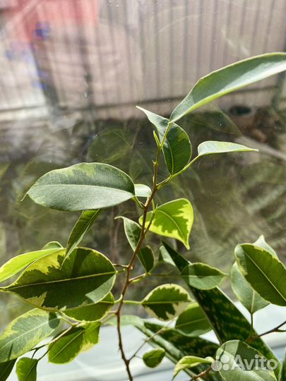 Фикус бенджамина пестролистный