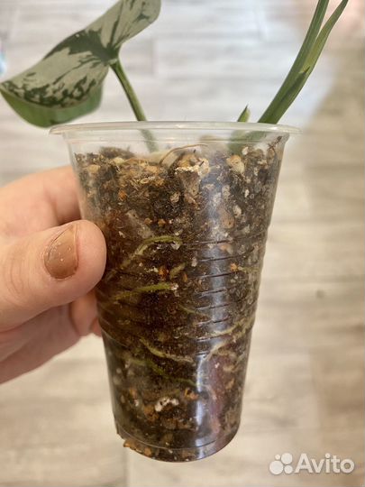 Эпипремнумы