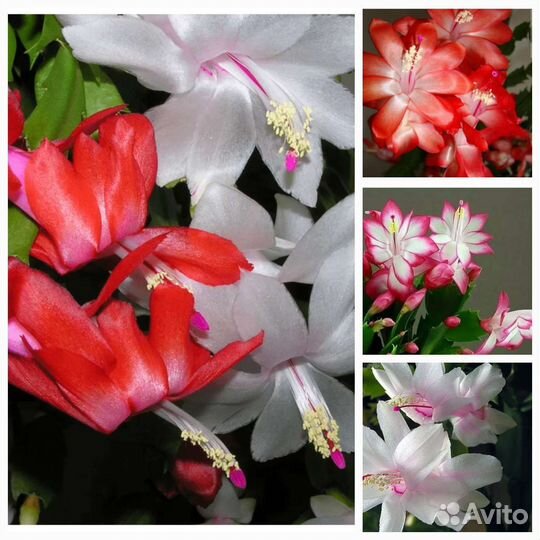 Шлюмбергера декабрист