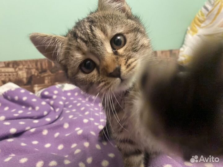 Котёнок в добрые руки