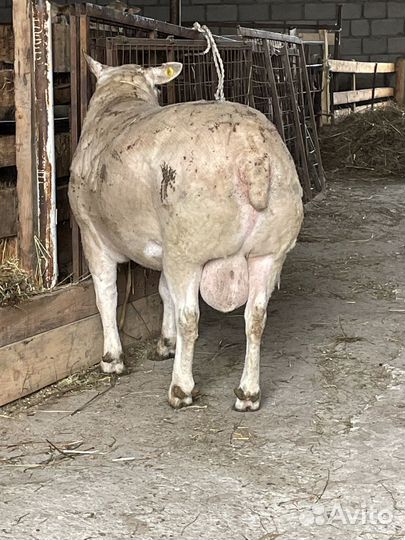 Баран Тексель