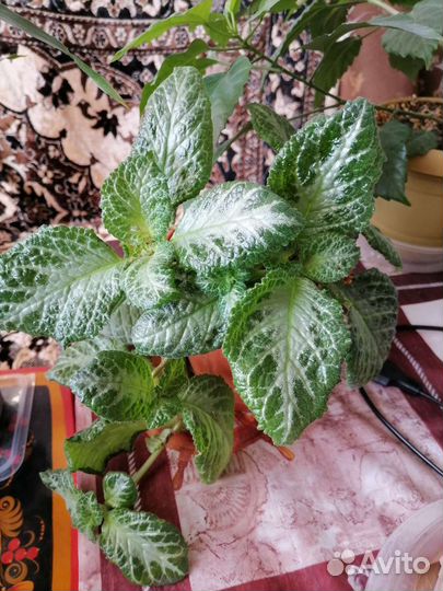 Цветы для дома