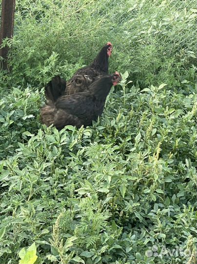 Куры джерсийский гигант