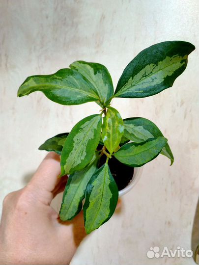 Эпипремнум,белопероне,филодендрон