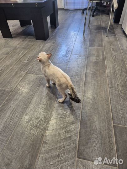 Бенгальские котята серебро