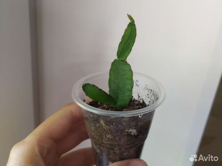 Рипсалидопсис