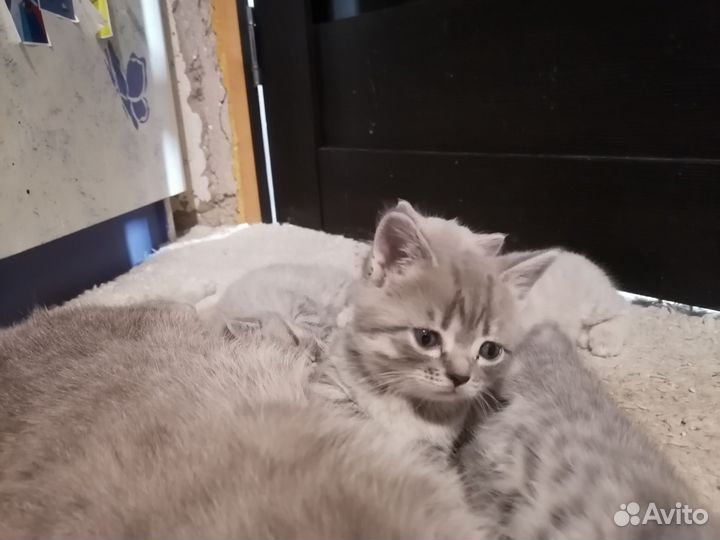 Котята в дар бесплатно