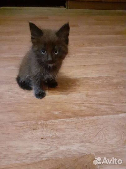Котёнок